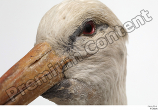 Black stork head 0012.jpg